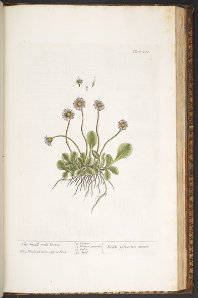 اللوحة 200 ، زهرة الأقحوان البرية الصغيرة ، من "A Curious Herbal" بواسطة إليزابيث بلاكويل