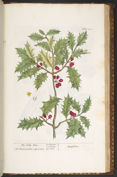 اللوحة 205 من A Curious Herbal بواسطة إليزابيث بلاكويل