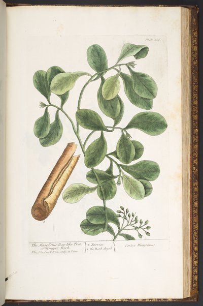 اللوحة 206 من A Curious Herbal بواسطة إليزابيث بلاكويل