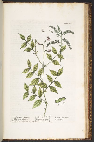 اللوحة 208 من A Curious Herbal بواسطة إليزابيث بلاكويل