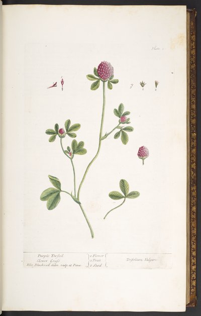 اللوحة 20 ، Purple Trefoil Clover Grass ، من "A Curious Herbal" بواسطة إليزابيث بلاكويل