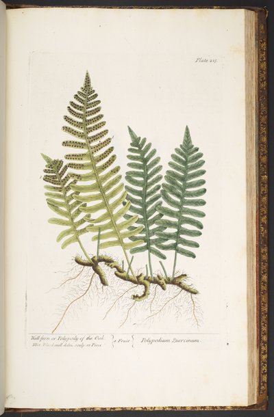 اللوحة 215 ، سرخس الحائط أو Polypody of the Oak ، من "A Curious Herbal" بواسطة إليزابيث بلاكويل
