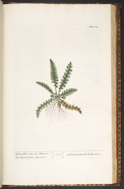 اللوحة 216 من A Curious Herbal بواسطة إليزابيث بلاكويل
