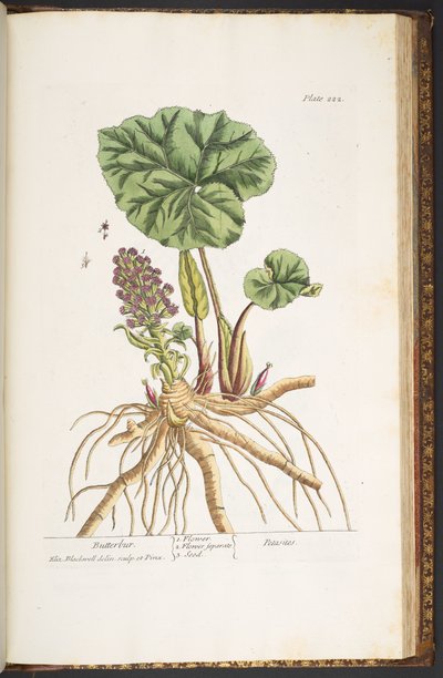 اللوحة 222 من A Curious Herbal بواسطة إليزابيث بلاكويل