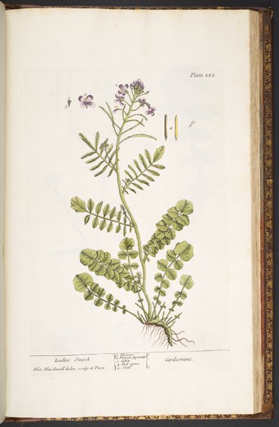 اللوحة 223 من A Curious Herbal بواسطة إليزابيث بلاكويل