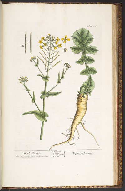 اللوحة 224 من A Curious Herbal بواسطة إليزابيث بلاكويل