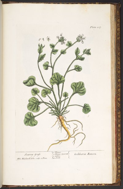 اللوحة 227 من A Curious Herbal بواسطة إليزابيث بلاكويل