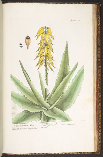 لوحة 229 من "A Curious Herbal" بواسطة إليزابيث بلاكويل