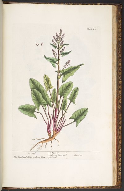 اللوحة 230 من A Curious Herbal بواسطة إليزابيث بلاكويل