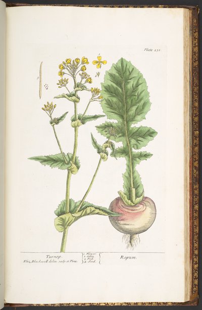 اللوحة 231 من A Curious Herbal بواسطة إليزابيث بلاكويل