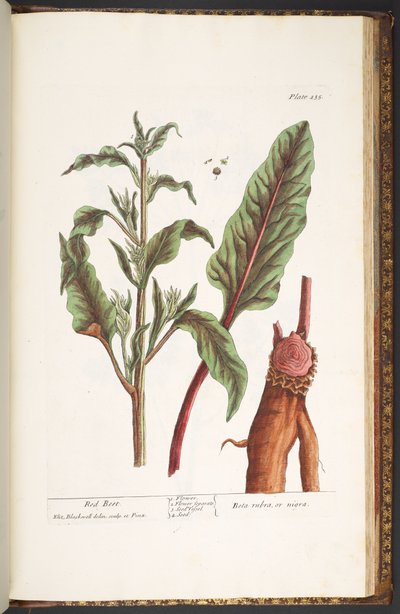 اللوحة رقم 235 من A Curious Herbal بواسطة إليزابيث بلاكويل
