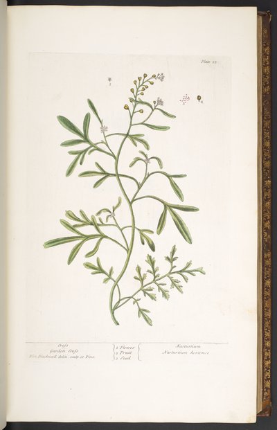 اللوحة 23 ، حديقة الرشاد ، من 'A Curious Herbal' بواسطة إليزابيث بلاكويل