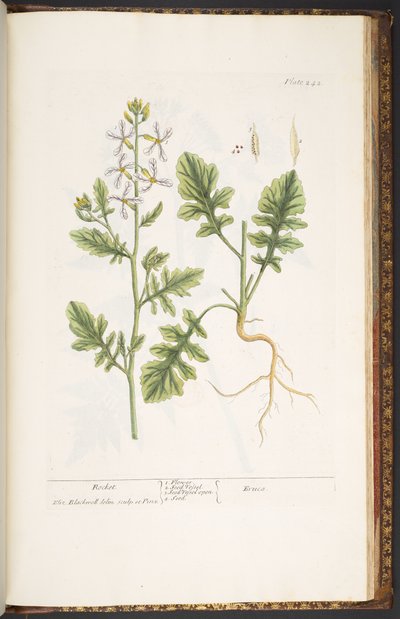 لوحة 242 من A Curious Herbal بواسطة إليزابيث بلاكويل