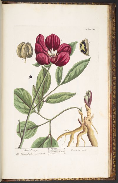 اللوحة 245 ، ذكر بيوني ، من "A Curious Herbal" بواسطة إليزابيث بلاكويل