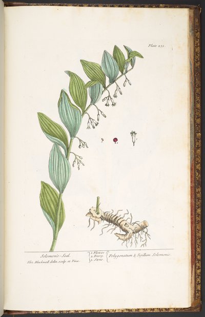 اللوحة 251 من A Curious Herbal بواسطة إليزابيث بلاكويل