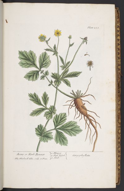 اللوحة 253 من A Curious Herbal بواسطة إليزابيث بلاكويل