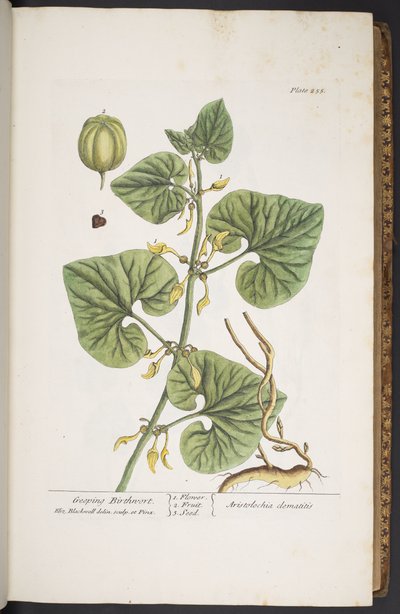 اللوحة 255 من A Curious Herbal بواسطة إليزابيث بلاكويل