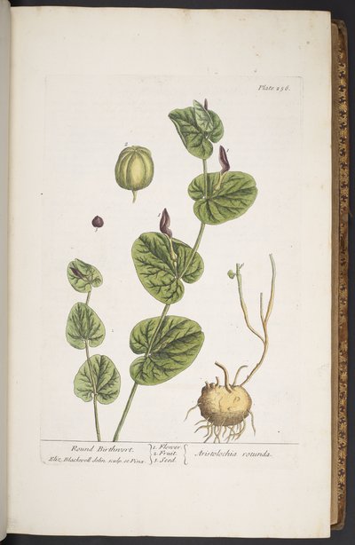 اللوحة 256 من A Curious Herbal بواسطة إليزابيث بلاكويل