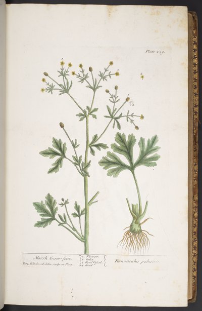 اللوحة 259 من A Curious Herbal بواسطة إليزابيث بلاكويل