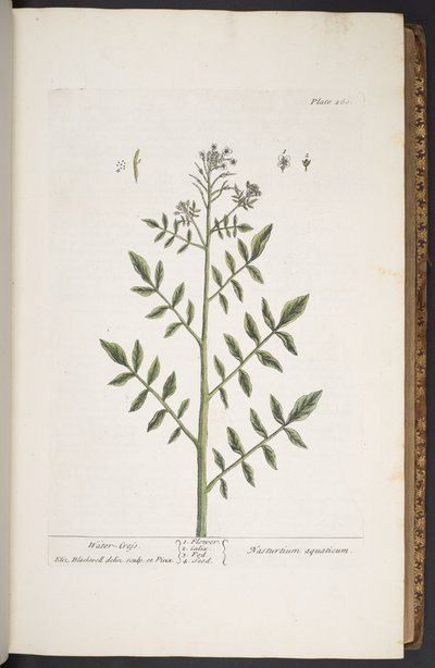 اللوحة 260 من A Curious Herbal بواسطة إليزابيث بلاكويل