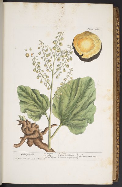 اللوحة 262 من A Curious Herbal بواسطة إليزابيث بلاكويل