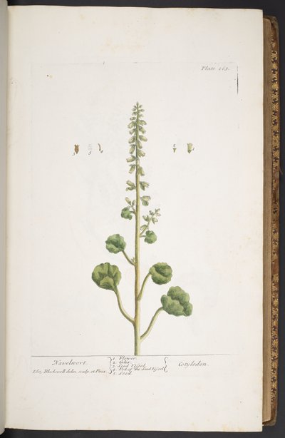 اللوحة 263 من A Curious Herbal بواسطة إليزابيث بلاكويل