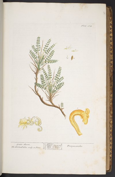 اللوحة 264 من A Curious Herbal بواسطة إليزابيث بلاكويل