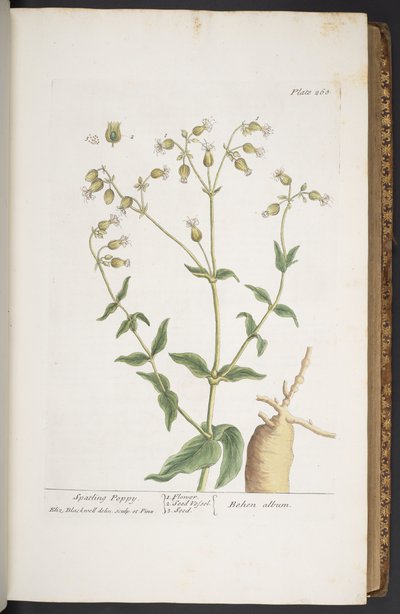 اللوحة 268 من A Curious Herbal بواسطة إليزابيث بلاكويل