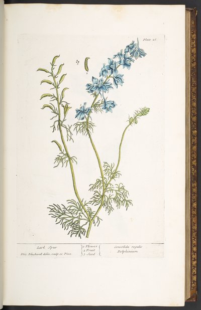 اللوحة 26 ، لارك سبير ، من "A Curious Herbal" بواسطة إليزابيث بلاكويل