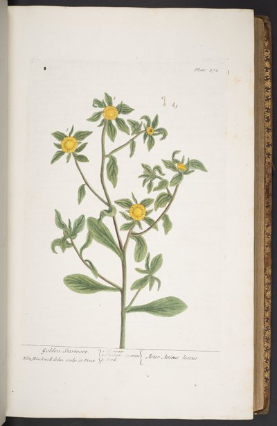 اللوحة 272 من A Curious Herbal بواسطة إليزابيث بلاكويل