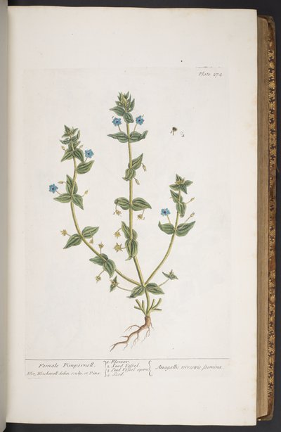 اللوحة 274 من A Curious Herbal بواسطة إليزابيث بلاكويل