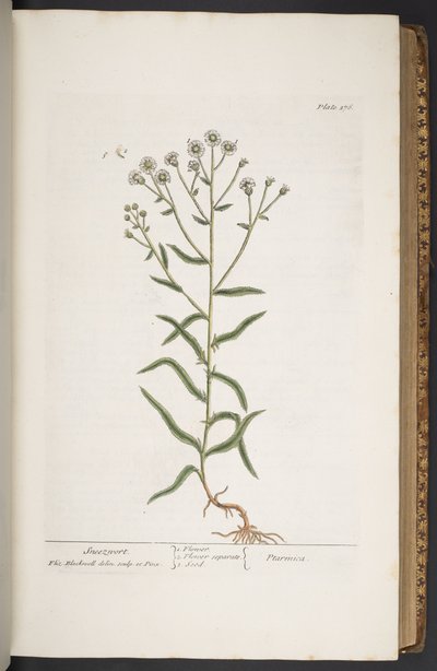 اللوحة 276 من A Curious Herbal بواسطة إليزابيث بلاكويل