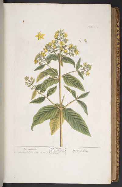 اللوحة 278 من A Curious Herbal بواسطة إليزابيث بلاكويل