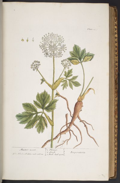 اللوحة 279 من A Curious Herbal بواسطة إليزابيث بلاكويل