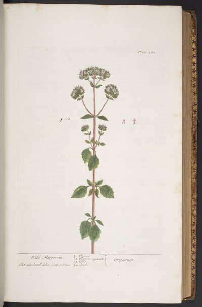 اللوحة 280 من A Curious Herbal بواسطة إليزابيث بلاكويل