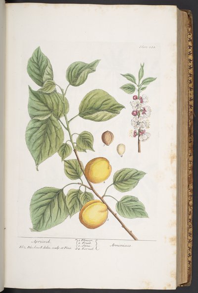 اللوحة 281 من A Curious Herbal بواسطة إليزابيث بلاكويل