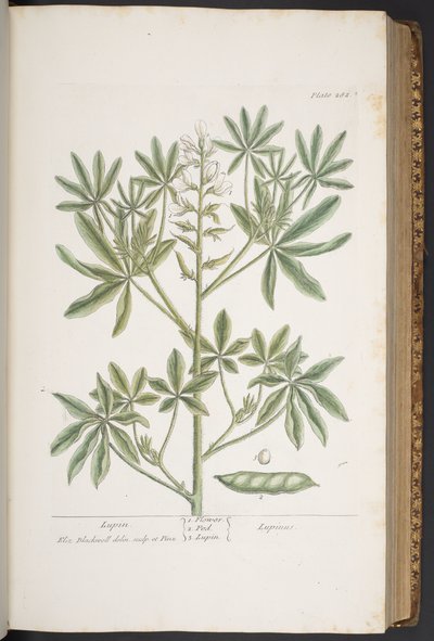 اللوحة 282 من A Curious Herbal بواسطة إليزابيث بلاكويل