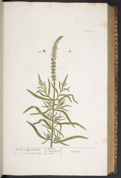 اللوحة 283 من A Curious Herbal بواسطة إليزابيث بلاكويل