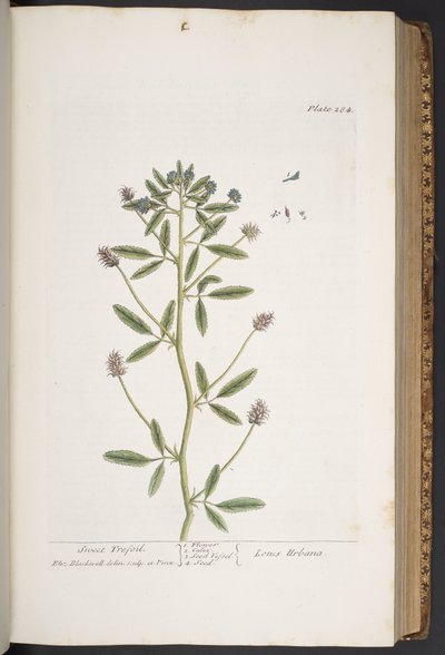 اللوحة 284 من A Curious Herbal بواسطة إليزابيث بلاكويل