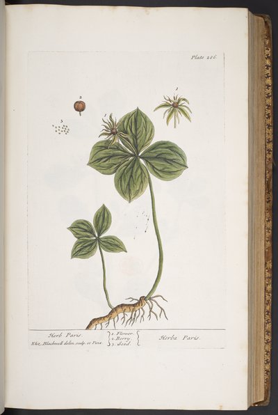 اللوحة 286 من A Curious Herbal بواسطة إليزابيث بلاكويل