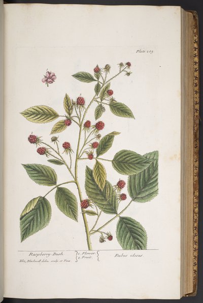 اللوحة 289 من A Curious Herbal بواسطة إليزابيث بلاكويل
