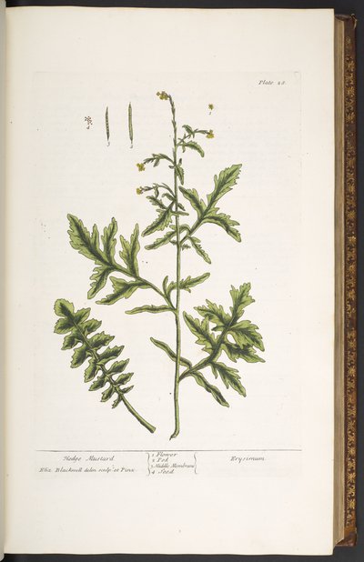 اللوحة 28 ، خردل السياج ، من "A Curious Herbal" بواسطة إليزابيث بلاكويل