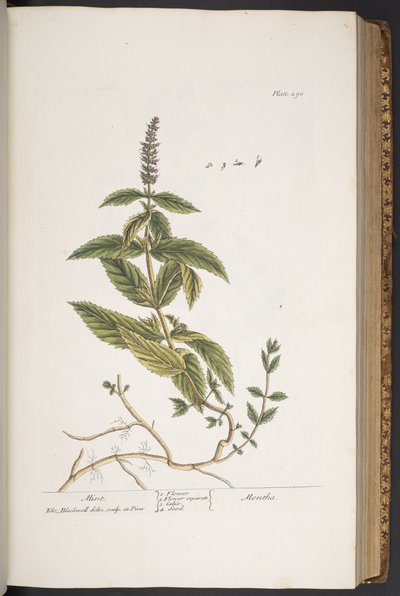 اللوحة 290 من A Curious Herbal بواسطة إليزابيث بلاكويل