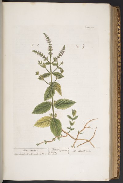 اللوحة 292 من A Curious Herbal بواسطة إليزابيث بلاكويل