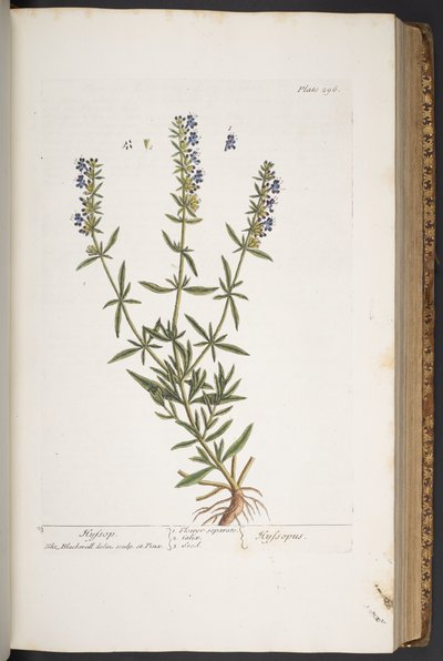 اللوحة 296 من A Curious Herbal بواسطة إليزابيث بلاكويل