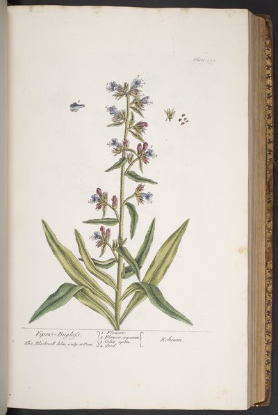 اللوحة 299 ، Viper-bugloss ، من "A Curious Herbal" بواسطة إليزابيث بلاكويل