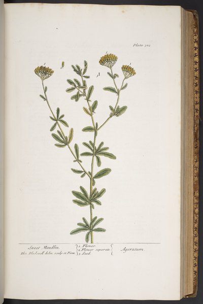اللوحة 300 من A Curious Herbal بواسطة إليزابيث بلاكويل