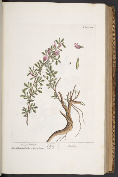 لوحة رقم 301 ، مسلفة ، من "A Curious Herbal" بواسطة إليزابيث بلاكويل