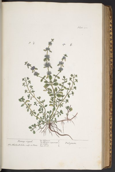 اللوحة 302 من A Curious Herbal بواسطة إليزابيث بلاكويل
