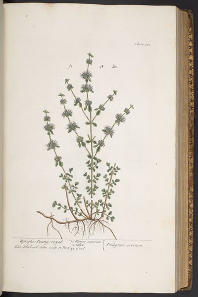 اللوحة 303 من A Curious Herbal بواسطة إليزابيث بلاكويل